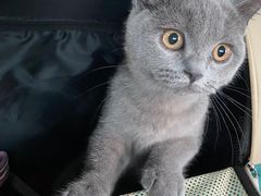 -喵zoo家庭繁育猫舍(尖东智能花园店)