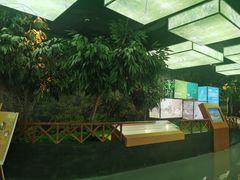 -华侨城湿地公园