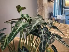 -GOTLOT COFFEE&KITCHEN角落厨房NOOK店