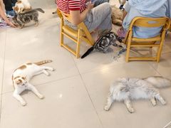 -平行世界·猫咖(首经贸店)