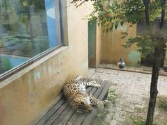 -青藏高原野生动物园