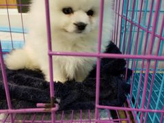 -龟与熊猫宠物公园(南坪店)
