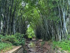 -田心森林公园