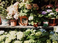 -溪岸路花鸟市场