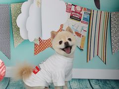 -超宠爱宠物摄影-Super pet