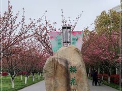 -高东镇樱花园