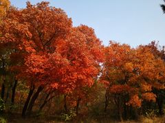 -北京西山国家森林公园
