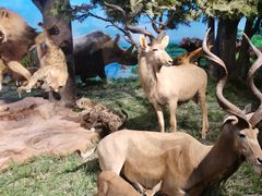 -国家自然博物馆