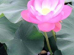 -荷塘月色湿地公园·向阳花洲