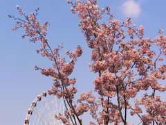 -顾村公园