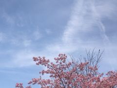-顾村公园