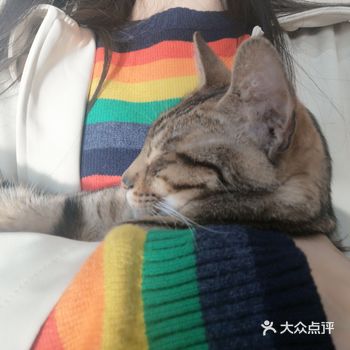 一直在二楼坐着，很安静，偶尔会有猫咪上来宠幸一下