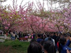 -西安青龙寺遗址景区
