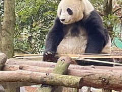 -都江堰中华大熊猫苑