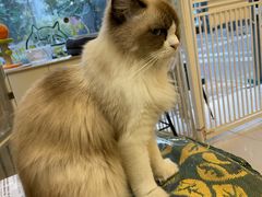 -平行世界·猫咖(首经贸店)