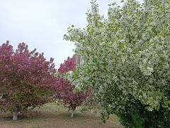 -长白岛森林公园