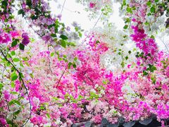 -深圳国际园林花卉博览园