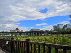 -莲花池公园
