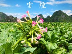 -普者黑风景区-青龙山