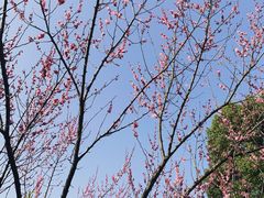 -杭州半山国家森林公园