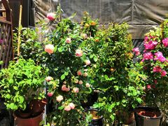 -平吉花卉市场