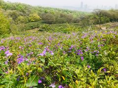 -南京市江宁方山