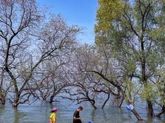 -宝安西湾红树林湿地公园