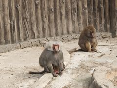 -上海野生动物园