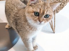 -飞行喵MR PILOT|猫舍·猫咖(静安大融城店)