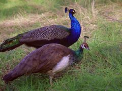 -北京麋鹿生态实验中心