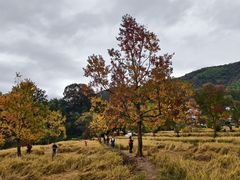 -塔川景区