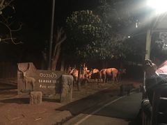 -清迈夜间动物园