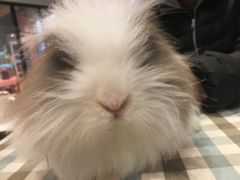 -藦茜花园宠物主题亲子互动体验馆(国顺东路店)