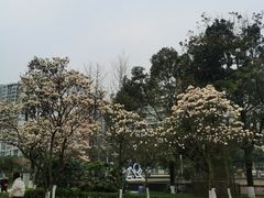 -成都市活水公园