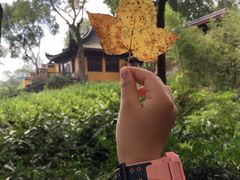 -杭州植物园