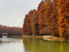 -上海海湾国家森林公园