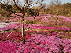 -棒棰岛宾馆景区