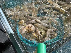 -马王堆海鲜水产市场