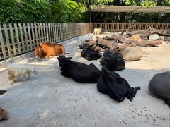 -广州长隆飞鸟乐园