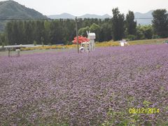 -北京东方普罗旺斯薰衣草庄园