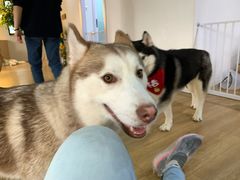 -Husky Go! 哈士奇体验馆·宠物咖啡厅狗咖