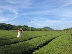 -雪绿茶博物馆
