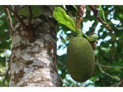 -海南热带雨林国家公园吊罗山景区