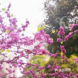 不用去公园🍃南坪商圈也能看春色