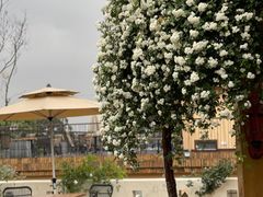 -悦哉·派对·草坪婚礼·围炉煮茶(三圣乡店)
