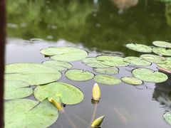 -陈家山荷花公园