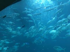 -海棠湾洲际-涛·海底餐厅·美人鱼·自助餐·海底隧道