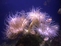 -悉尼海洋生物水族馆