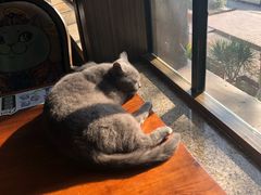 -more than meow吴止猫主题餐厅(承德 中船汇店)