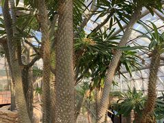 -北京植物园-展览温室